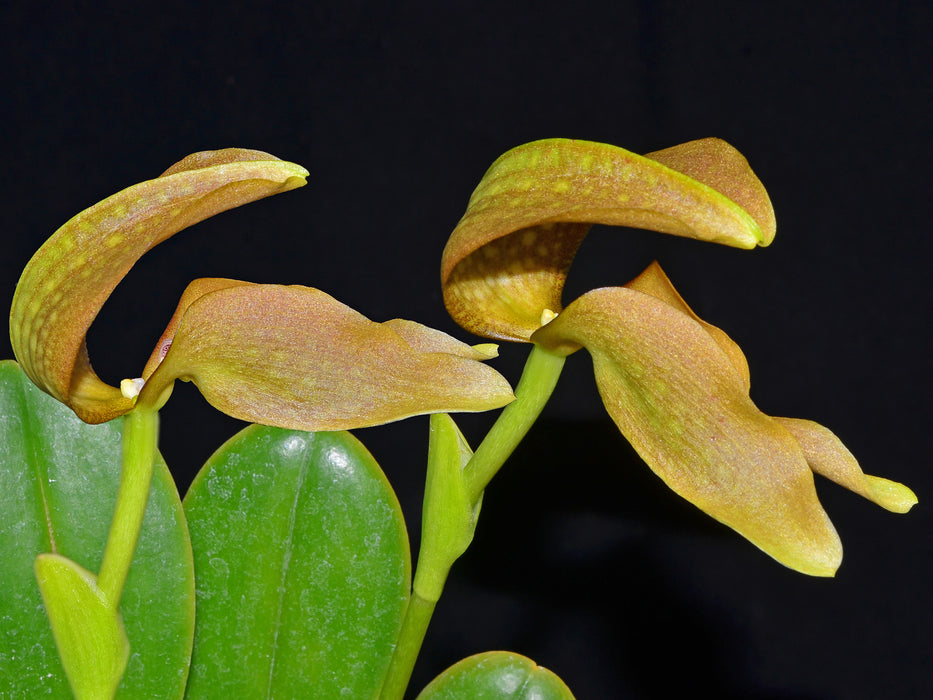 Bulbophyllum grandiflorum