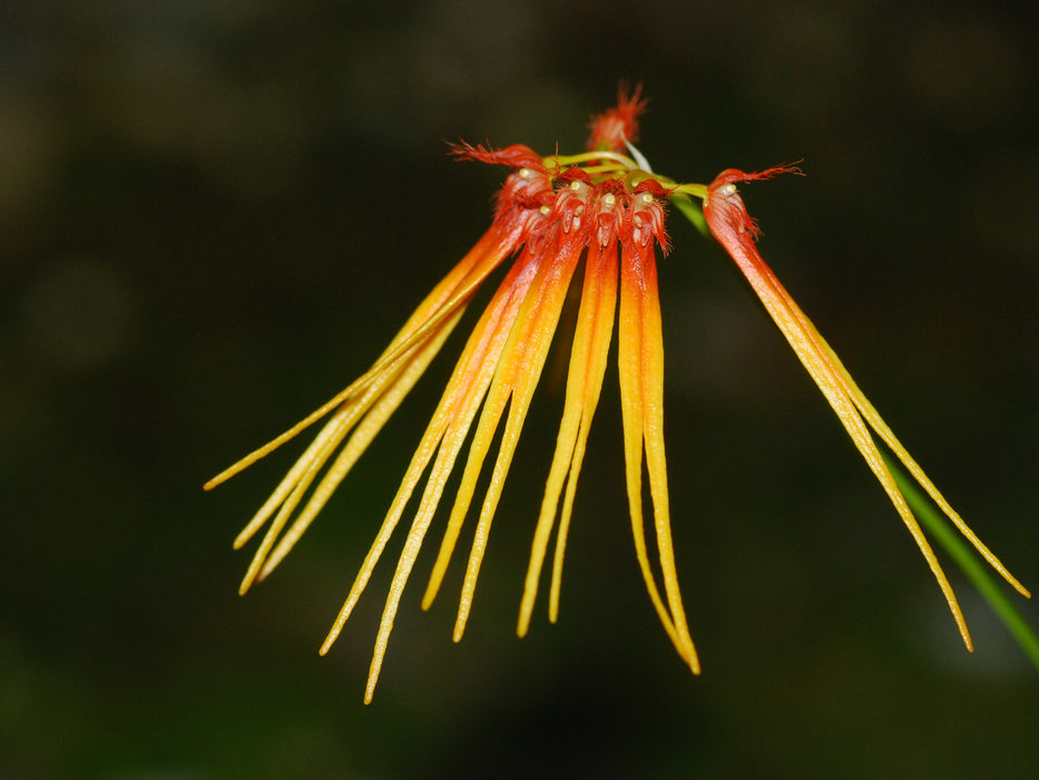 Bulbophyllum hirundinis