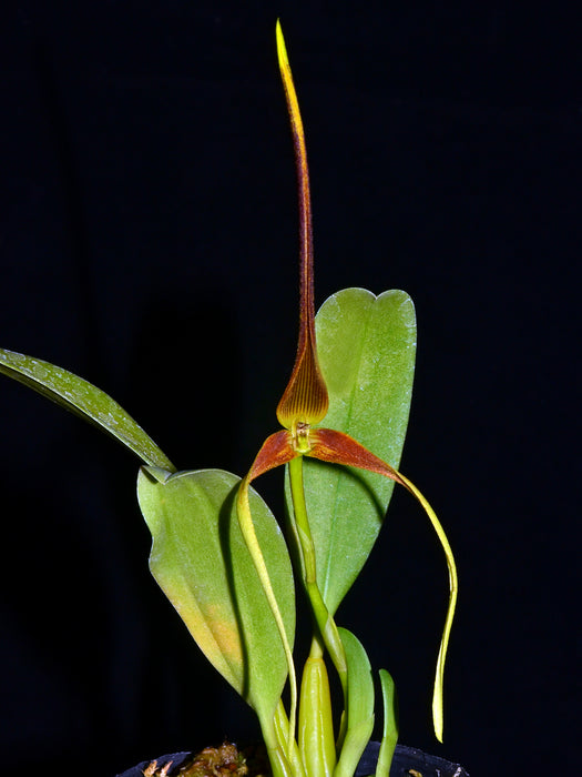 Bulbophyllum kermesinum