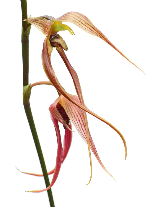 Bulbophyllum klabatense subsp. sulawesii