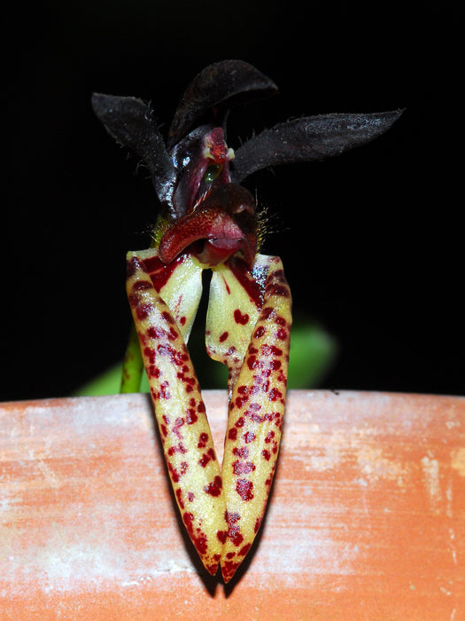 Bulbophyllum lasiochilum