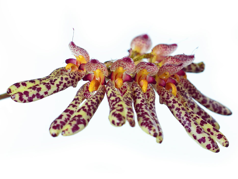 Bulbophyllum longiflorum spotted