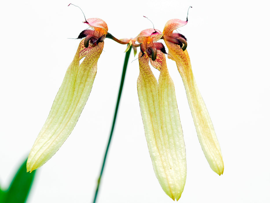 Bulbophyllum longiflorum