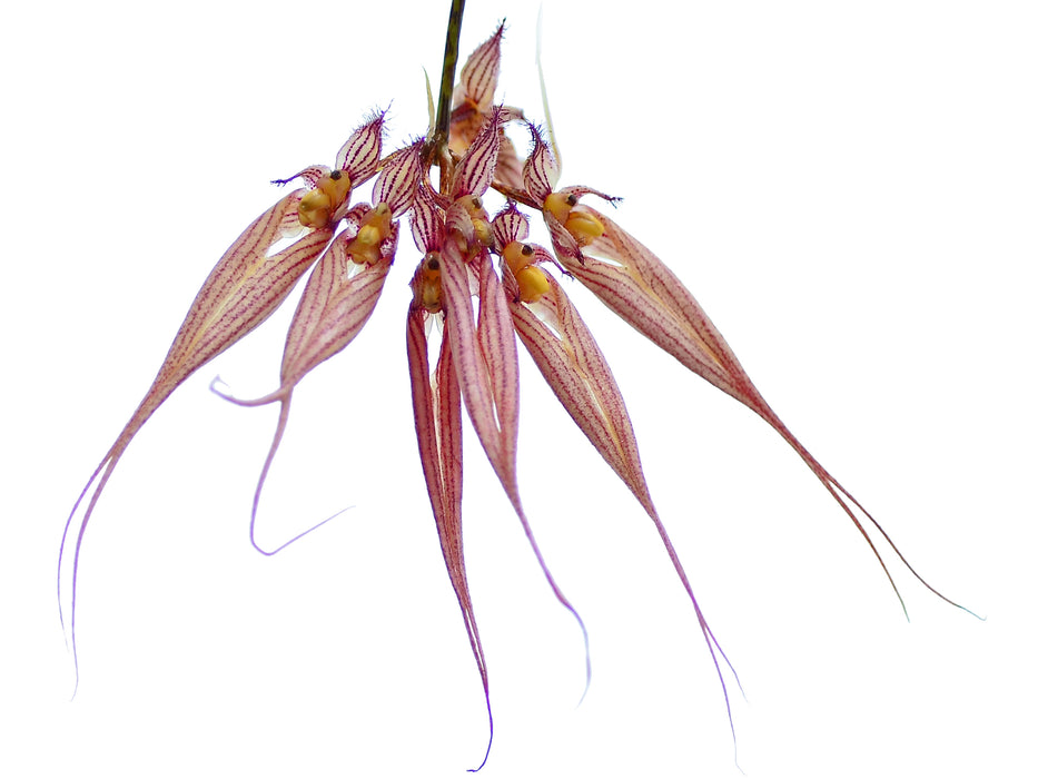 Bulbophyllum longissimum