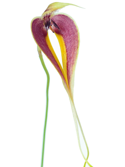 Bulbophyllum maxillare