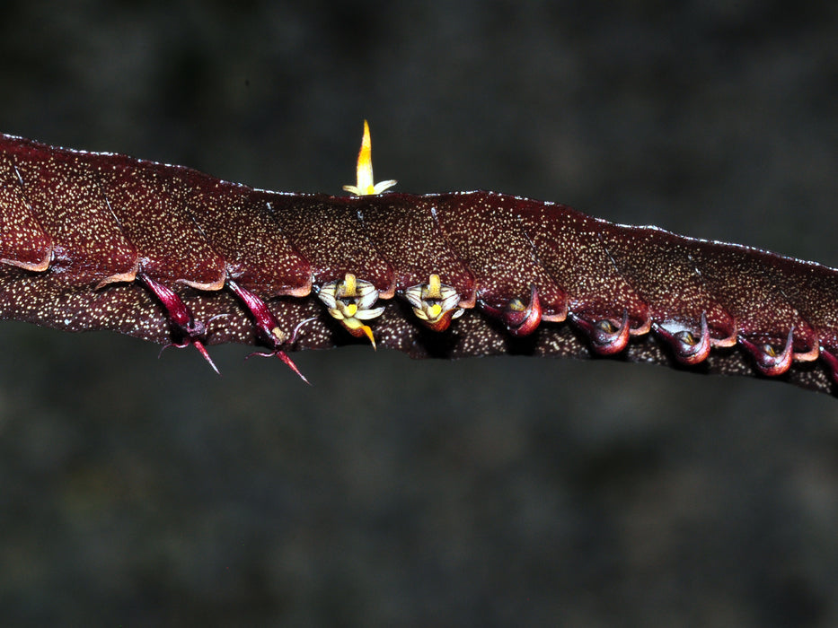 Bulbophyllum maximum