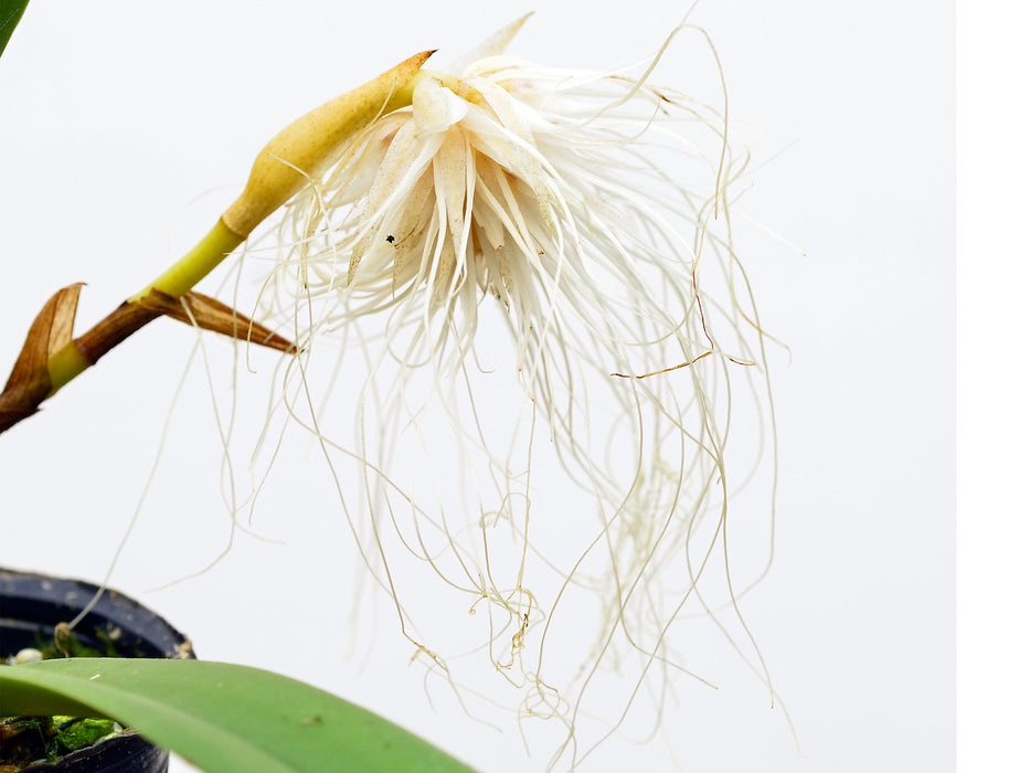 Bulbophyllum medusae