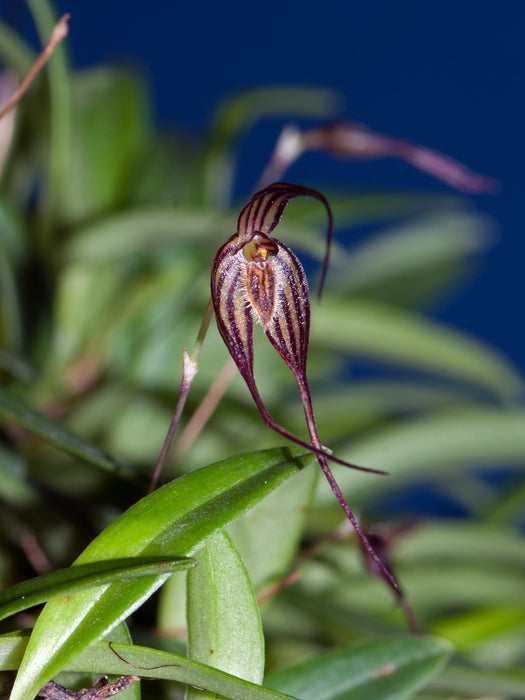 Bulbophyllum odontopetalum