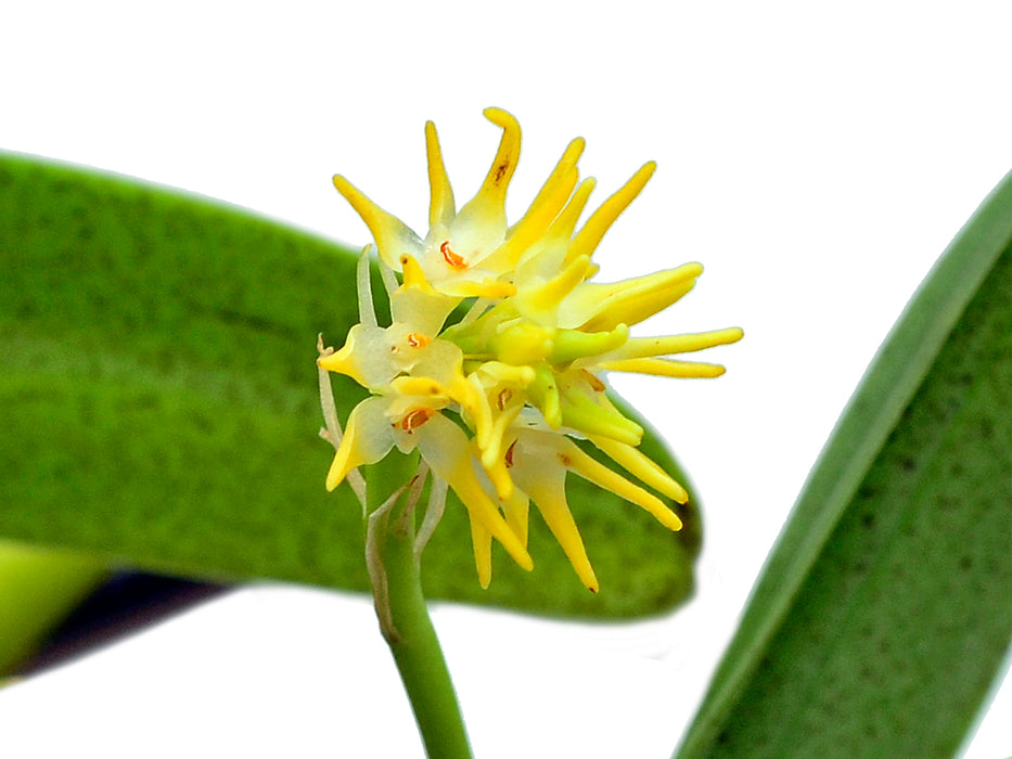 Bulbophyllum odoratissimum