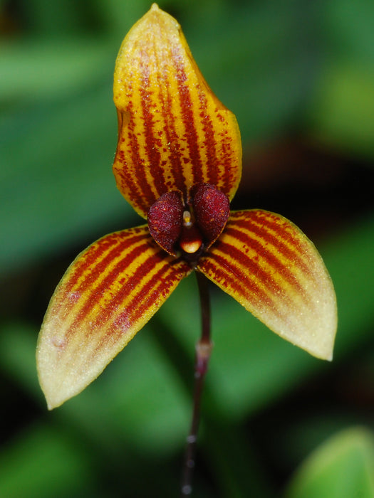 Bulbophyllum pardalotum