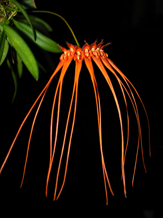 Bulbophyllum pecten-veneris