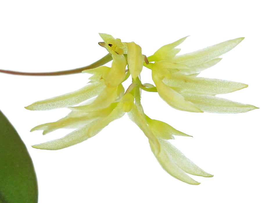 Bulbophyllum purpurascens