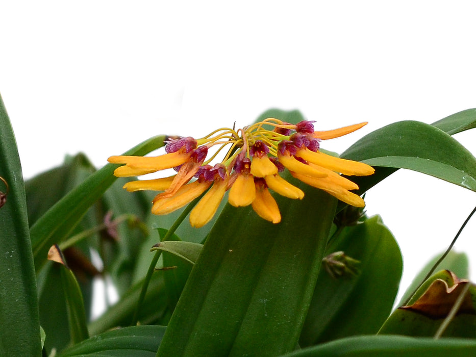 Bulbophyllum retusiusculum