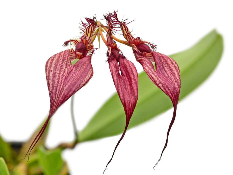 Bulbophyllum rothschildianum