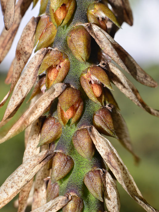 Bulbophyllum steyermarkii