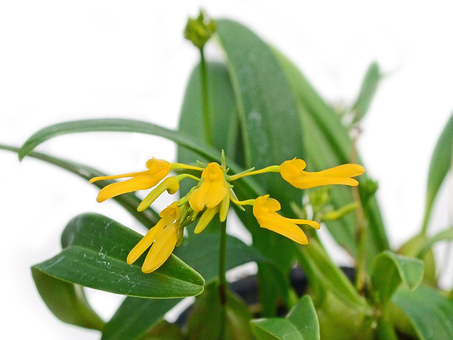 Bulbophyllum sulfureum