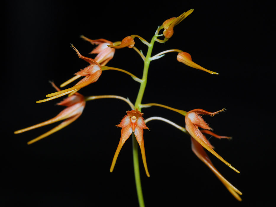 Bulbophyllum taiwanense