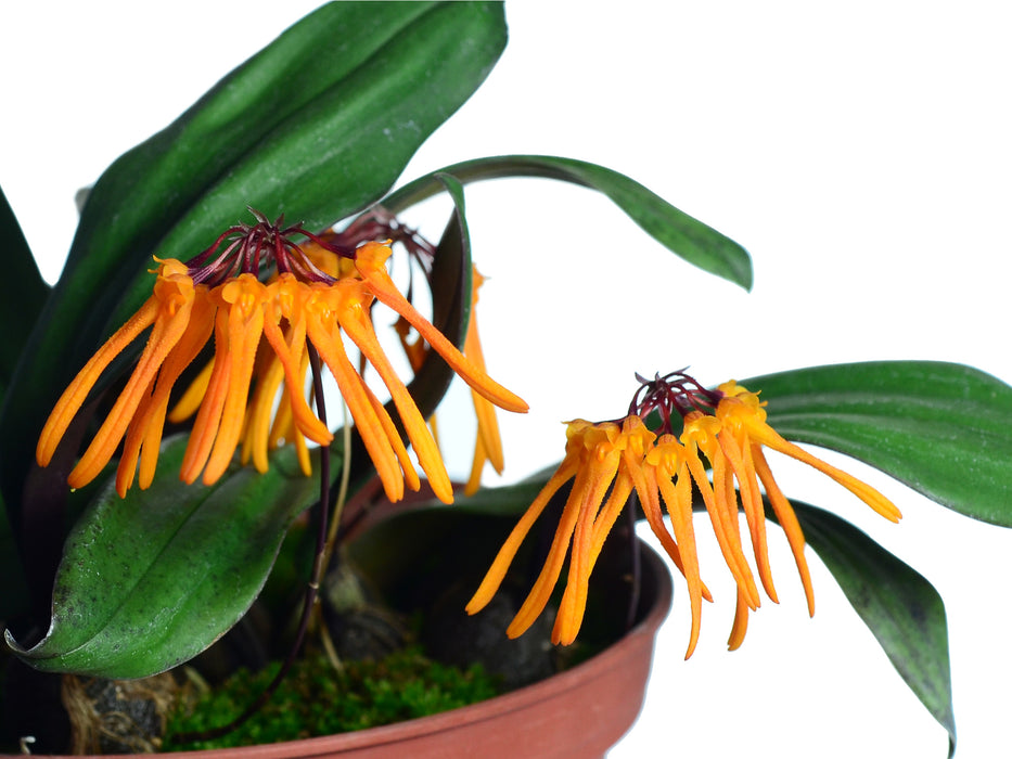 Bulbophyllum thaiorum form yellow