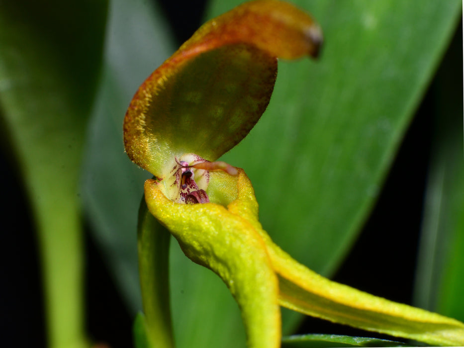 Bulbophyllum tricanaliferum yellow