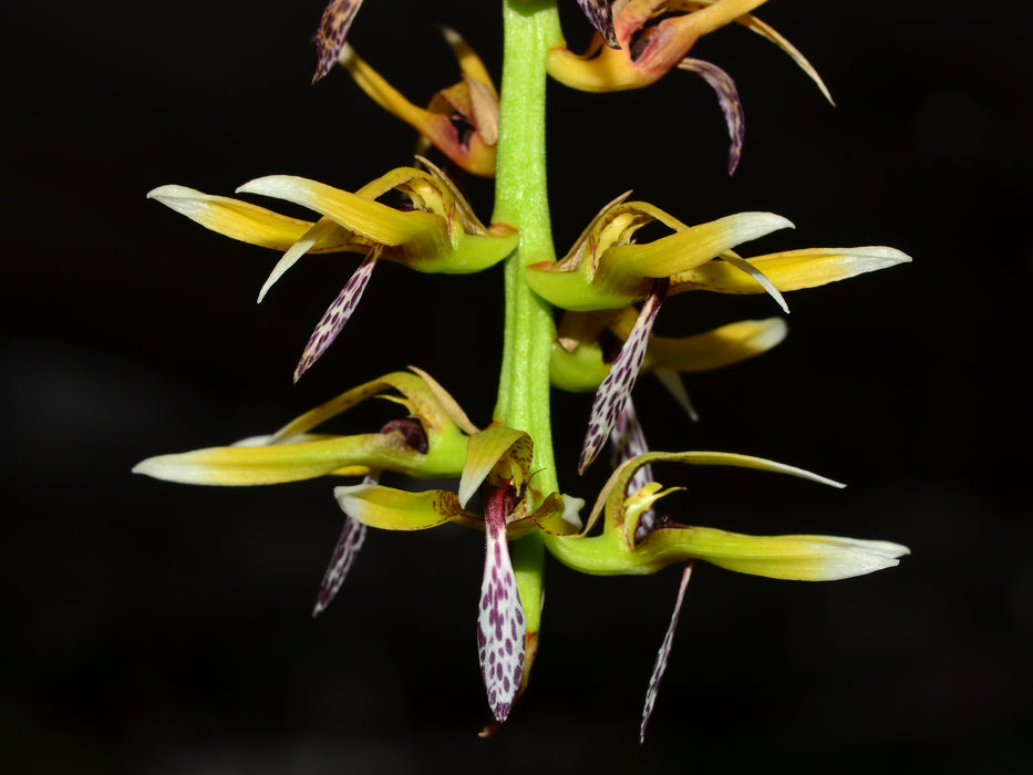 Bulbophyllum weddelii