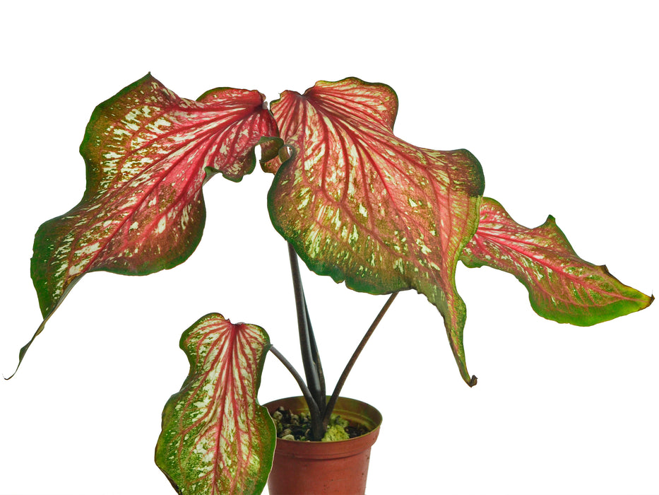 Caladium Thai Beauty