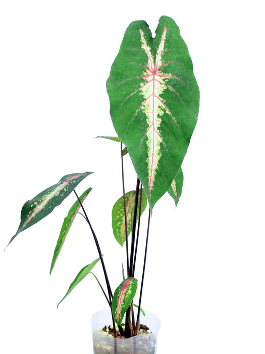 Caladium picturatum