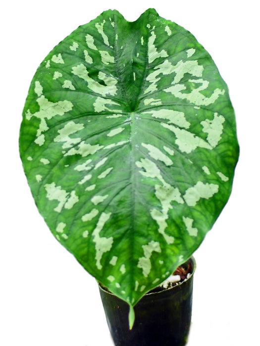 Caladium steudnerifolium