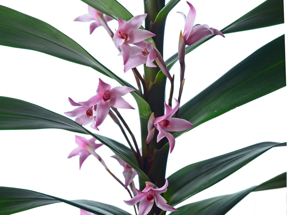 Maxillaria scalariformis