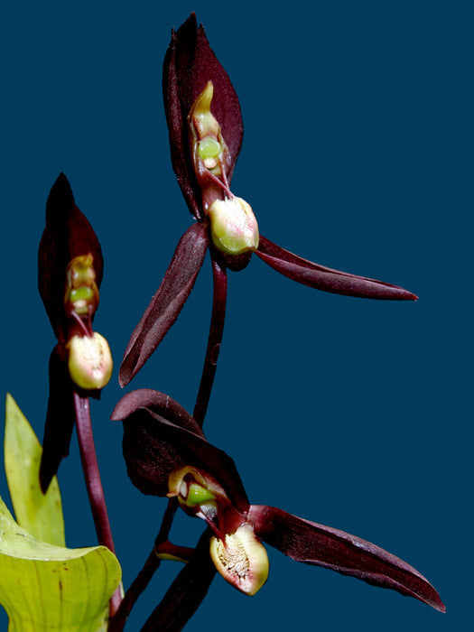 Catasetum microglossum