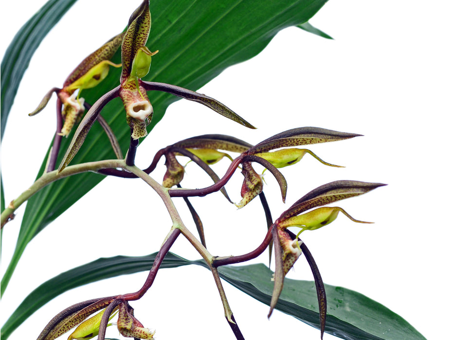 Catasetum saccatum