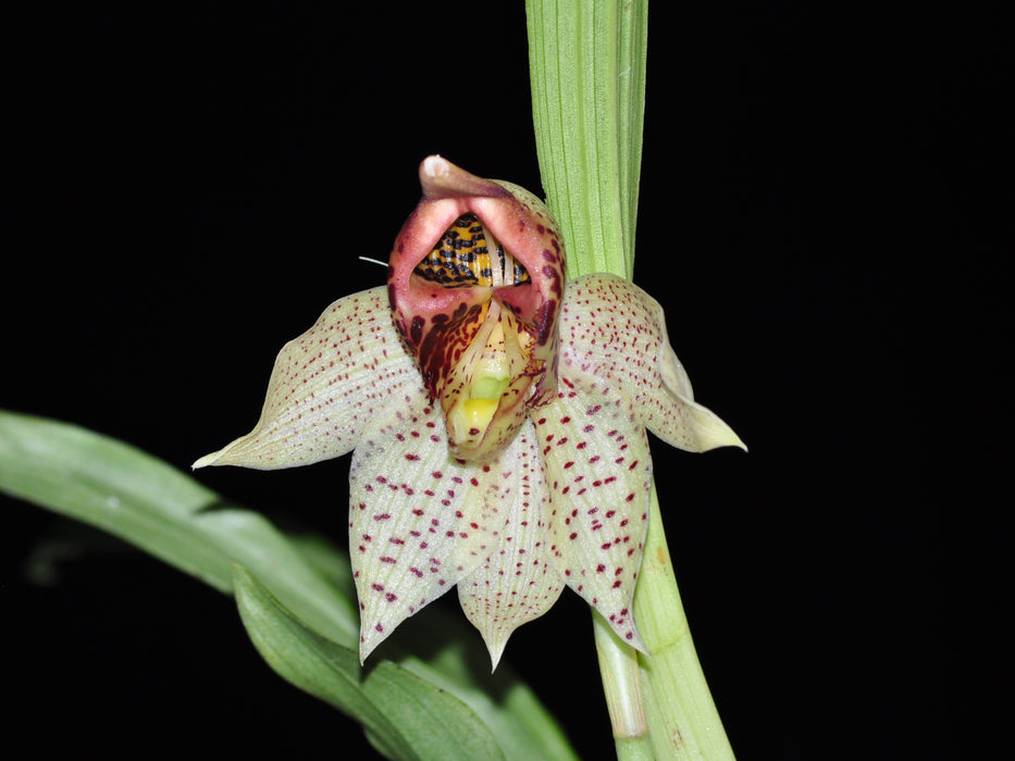 Catasetum sanguineum patrick