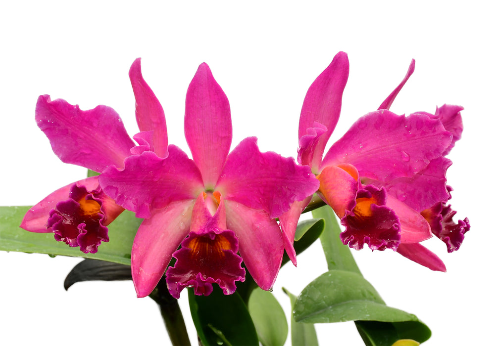 Cattleya Chusy Recinos