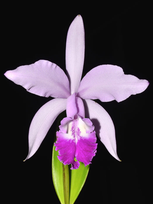 Cattleya Intermedia-Gigas