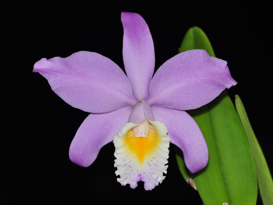 Cattleya Miss Endicott