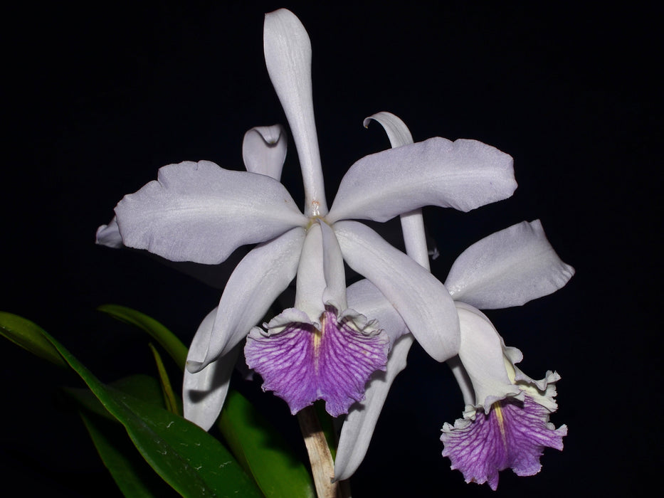 Cattleya Pheidinae f. coerulea