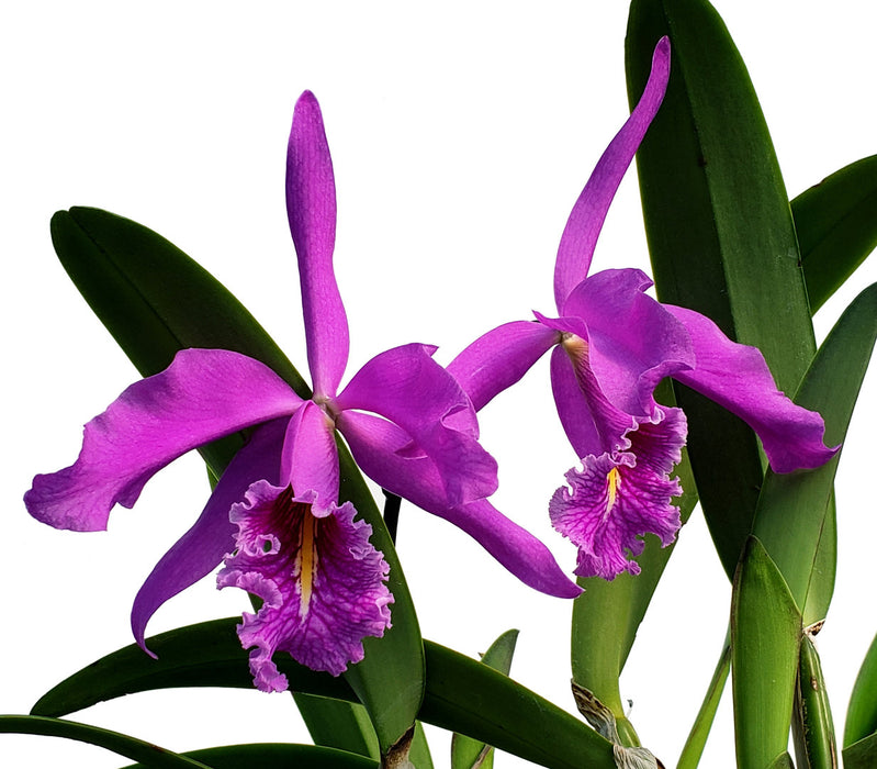 Cattleya maxima 'Didier'