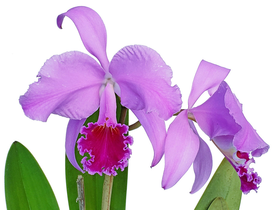 Cattleya trianaei