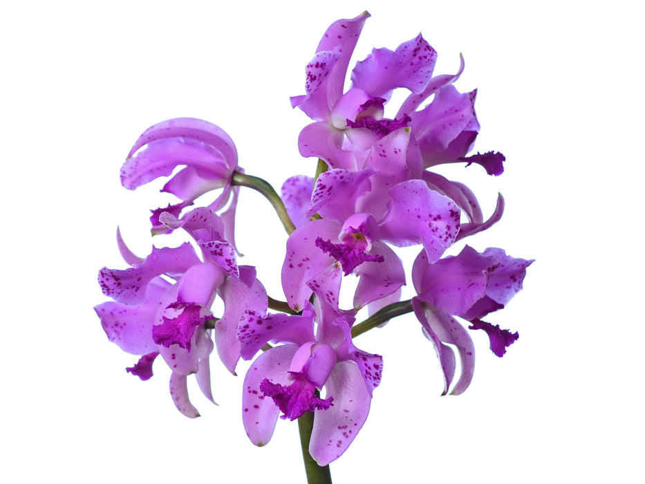 Cattleya amethystoglossa