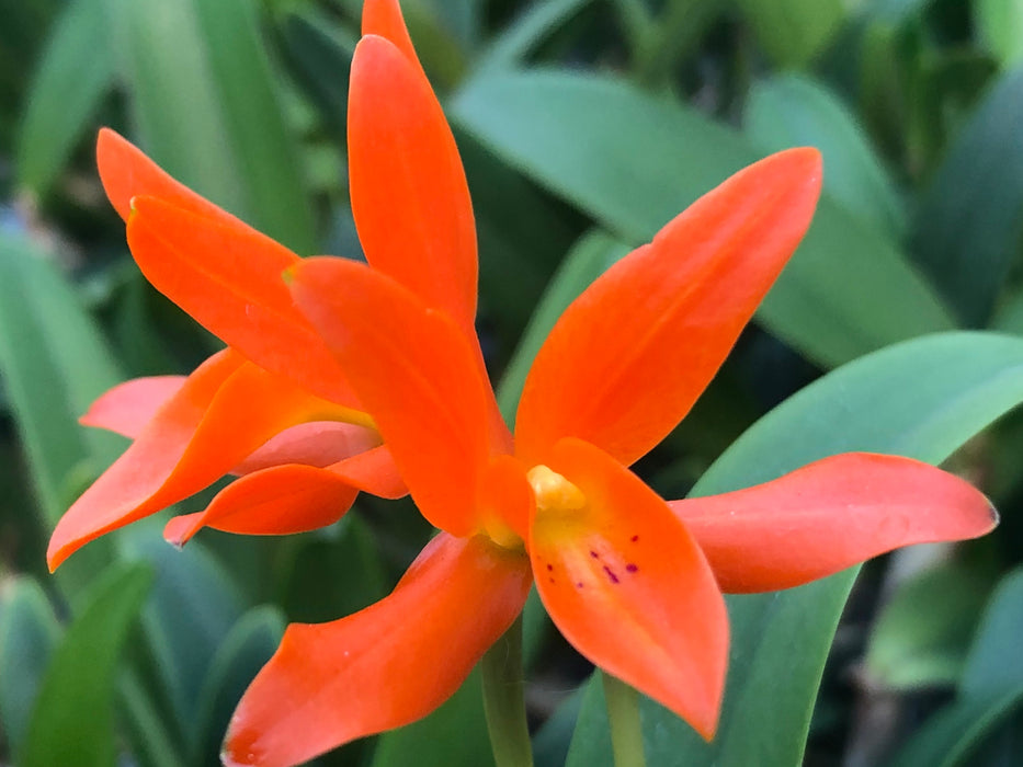 Cattleya aurantiaca 'Ecuagenera'