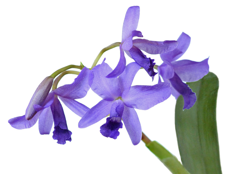 Cattleya bowringiana f. coerulea