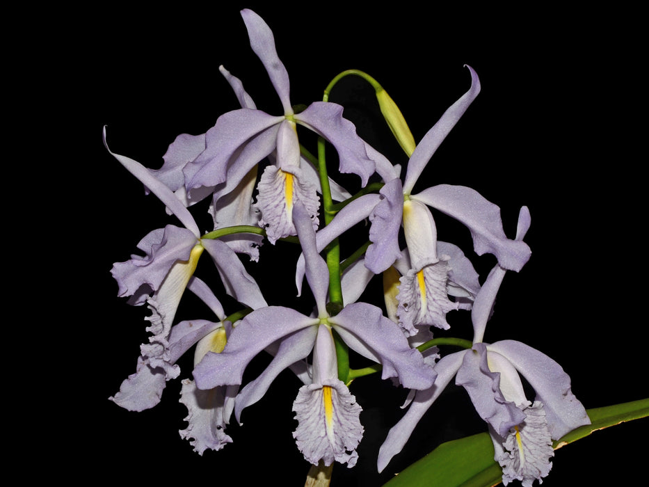 Cattleya maxima f. coerulea 'Angelo' x 'Hector'