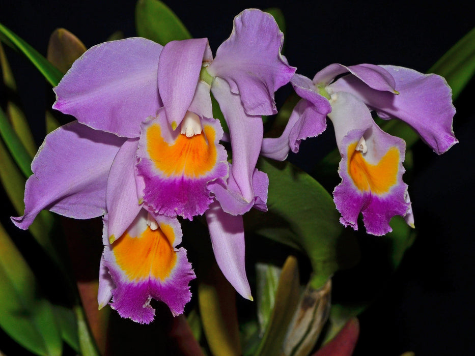 Cattleya wallisii rubra # 4