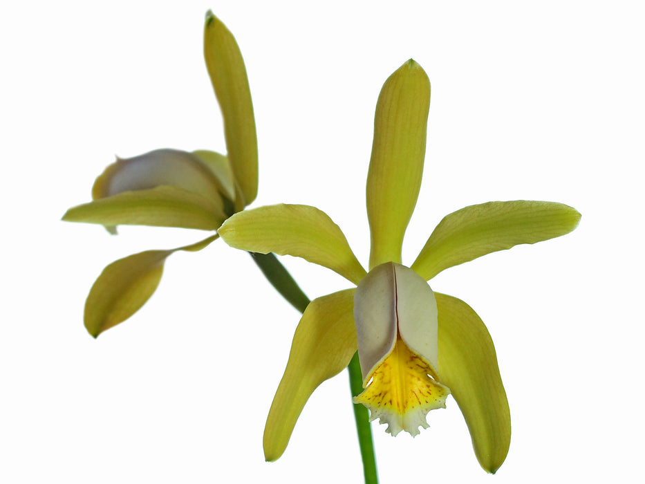 Cattleya forbesii