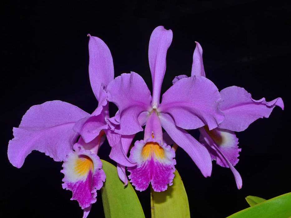 Cattleya gaskelliana