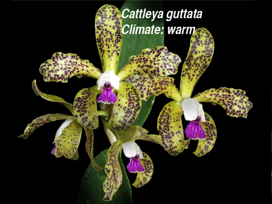 Cattleya guttata