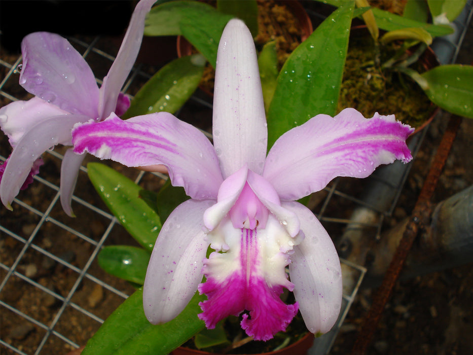 Cattleya intermedia ('Aquimi' x f. alba)