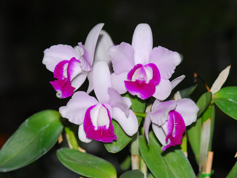 Cattleya intermedia 'Orlata'