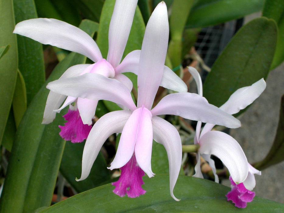 Cattleya intermedia