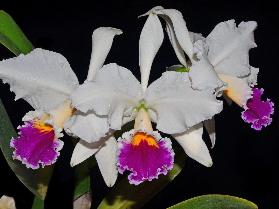 Cattleya jenmanii f. semialba