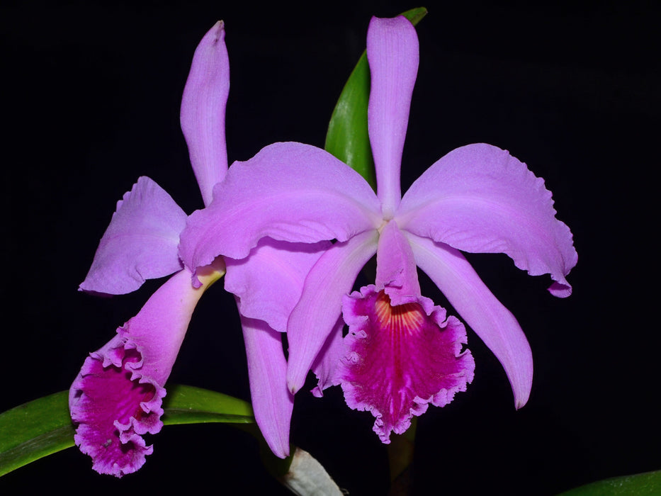 Cattleya jenmanii